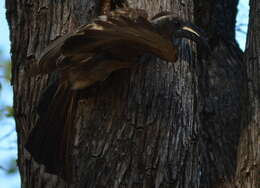 Image of African Grey Hornbill