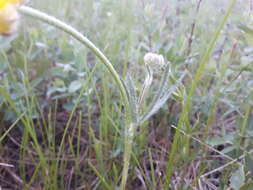 Слика од Ranunculus cardiophyllus Hook.