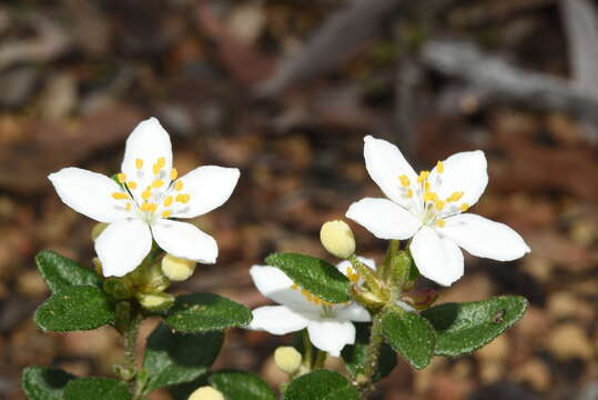 Image of Asterolasia grandiflora (Hook.) Benth.