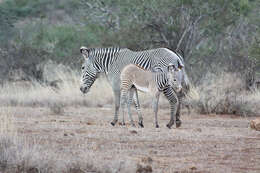 Image of Grevy's Zebra