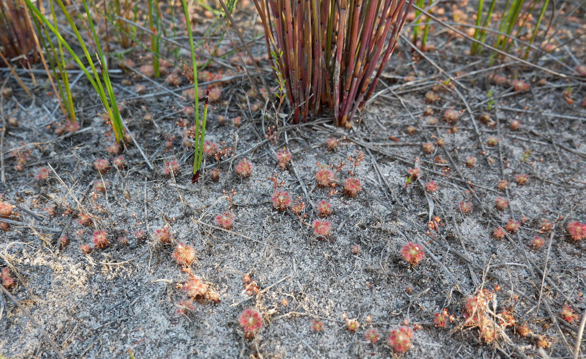 Image of Drosera patens Lowrie & Conran