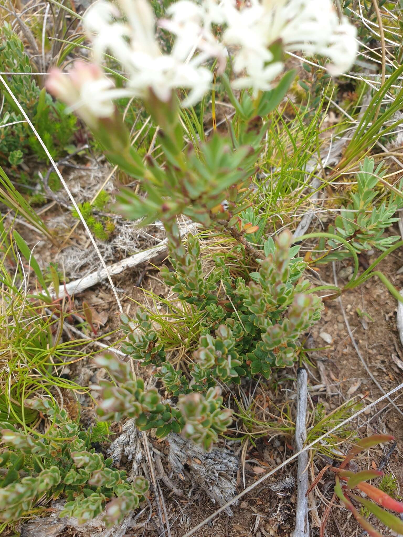 Image of Pimelea axiflora subsp. alpina (Benth.) Threlfall