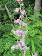 Image of Astilbe microphylla Knoll