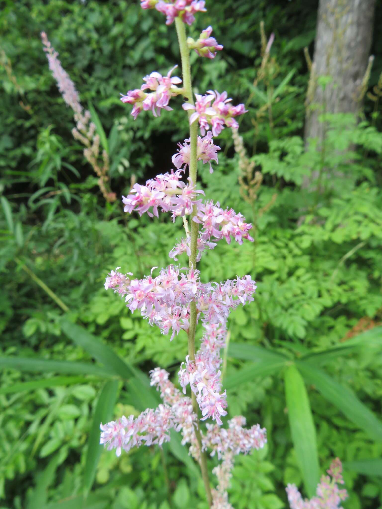 Image of Astilbe microphylla Knoll