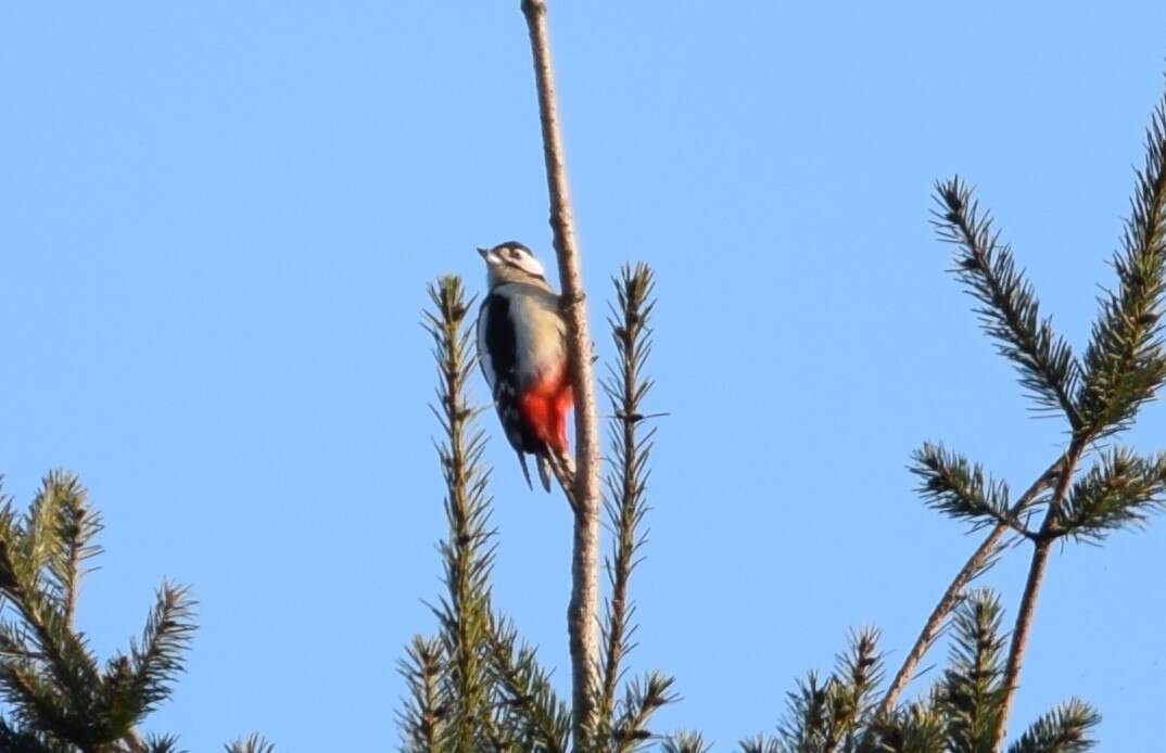 Image of Great Spotted Woodpecker