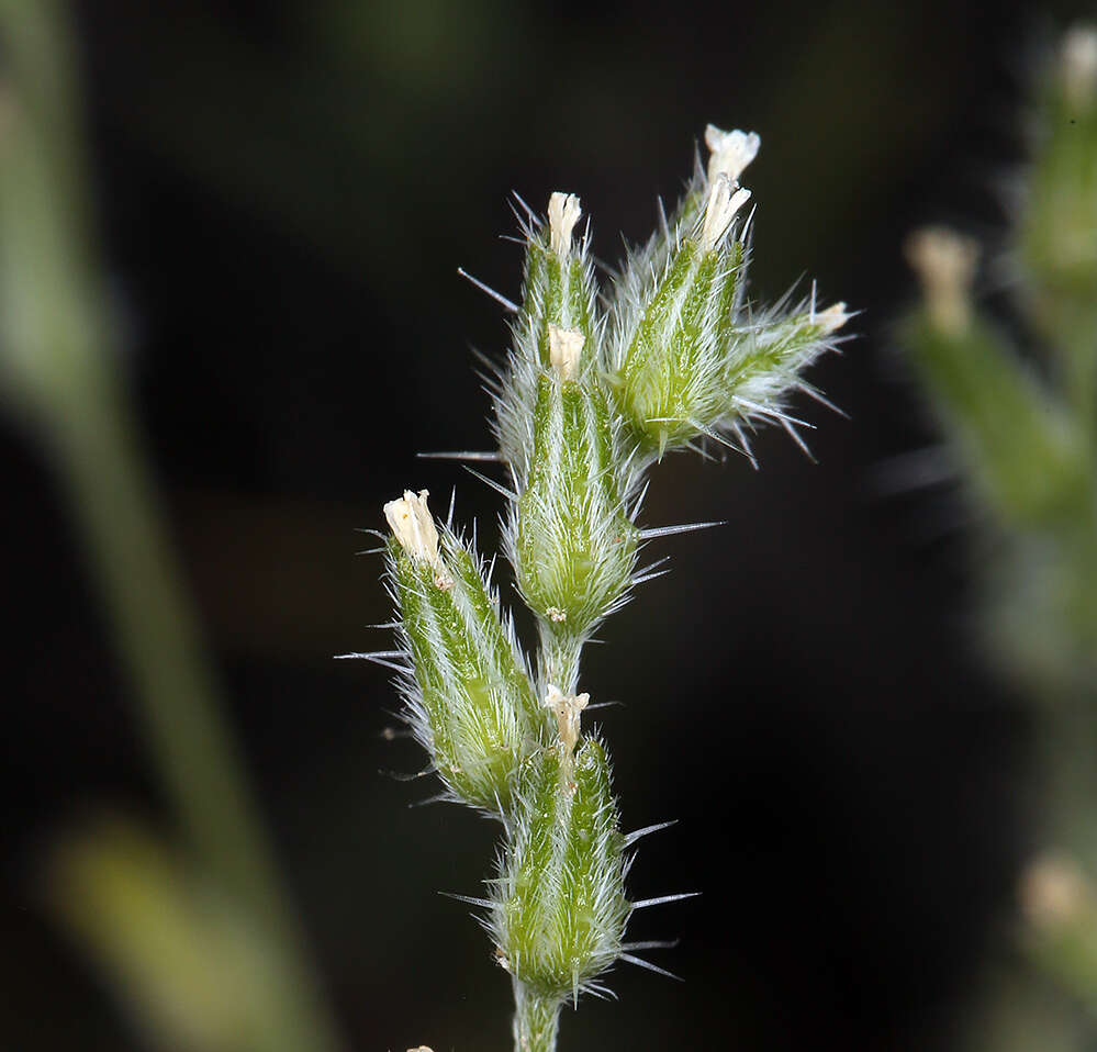 Image de Cryptantha scoparia A. Nels.