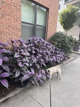 Strobilanthes auriculata var. dyeriana resmi