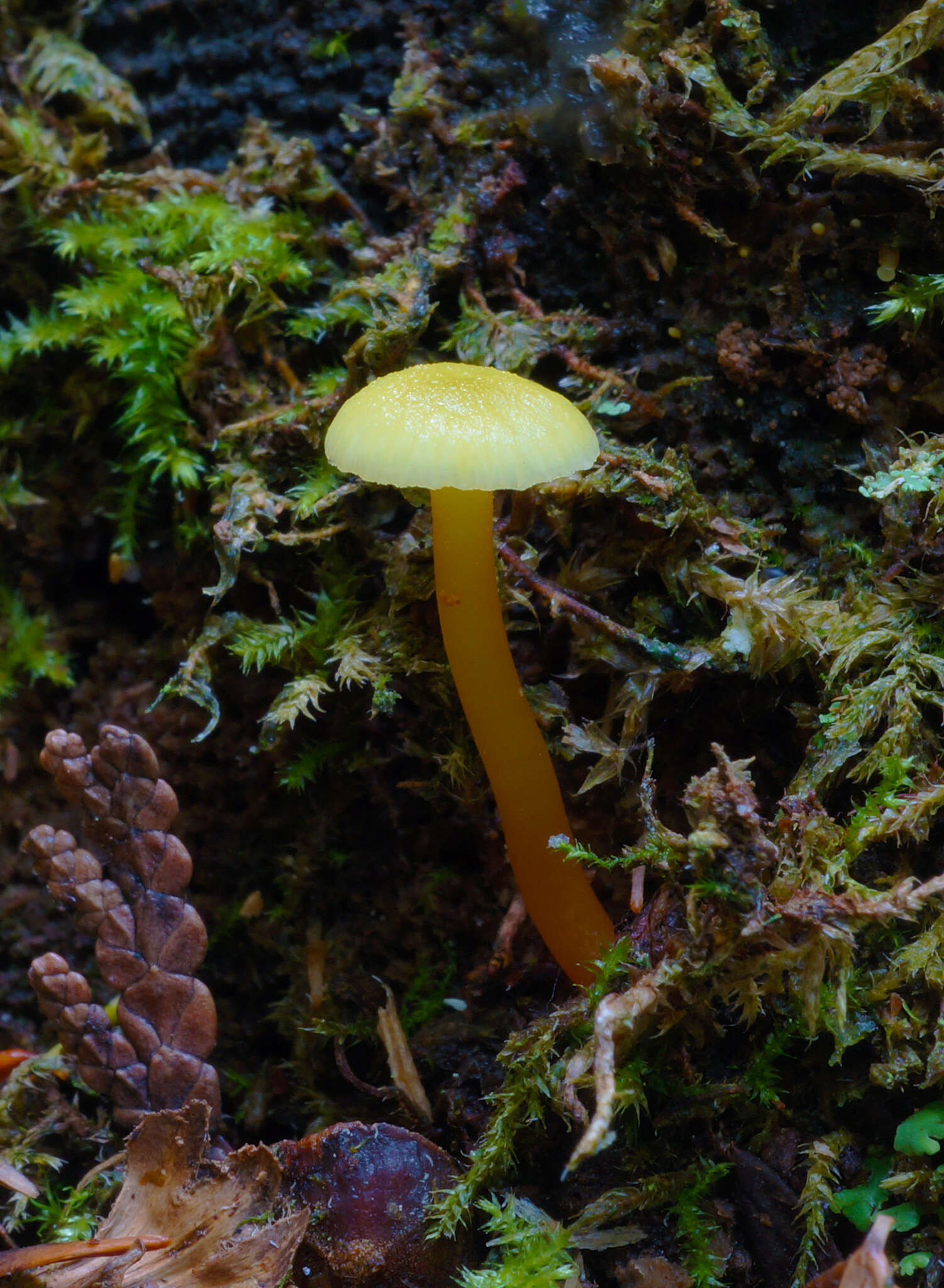 Image of Hygrocybe parvula (Peck) Murrill 1916