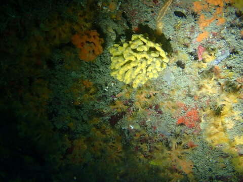 Image of crumpled duster sponge