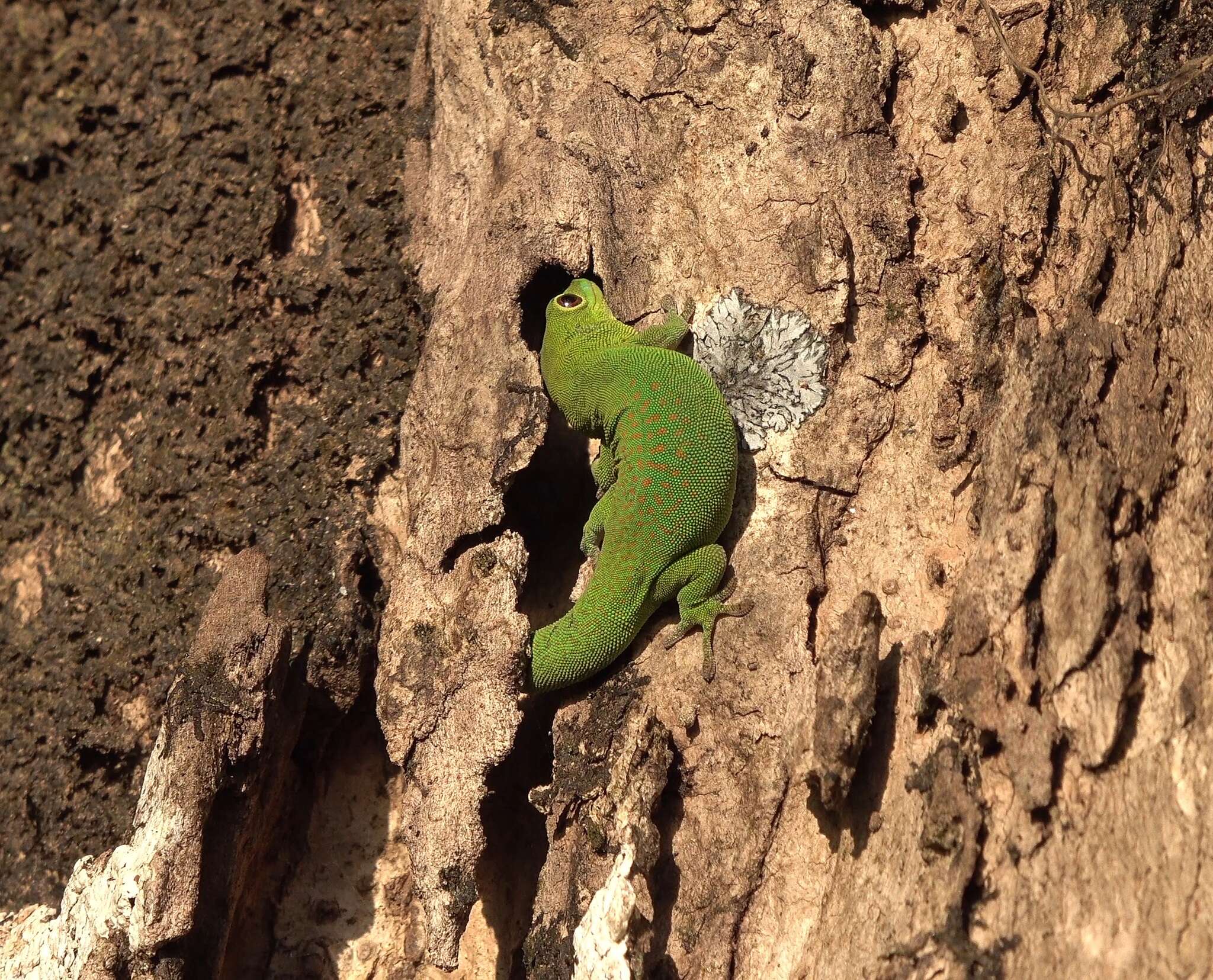 Imagem de Phelsuma v-nigra anjouanensis Meier 1986