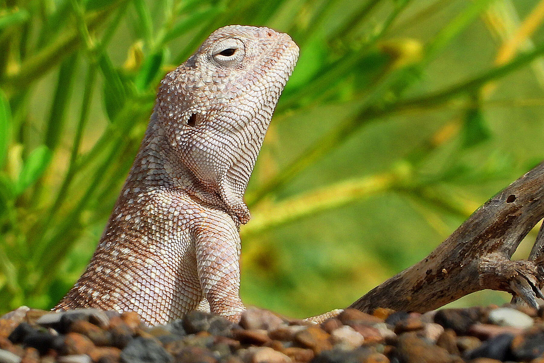 Trapelus flavimaculatus Rüppell 1835 resmi