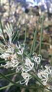 Image of Hakea lissosperma R. Br.