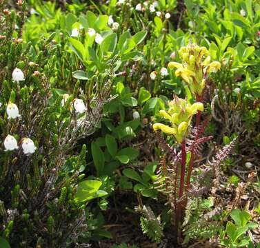 Image of Mt. Rainier lousewort