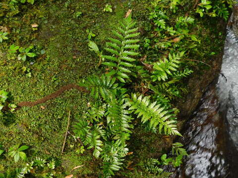 Image of Trigonospora calcarata (Bl.) Holtt.