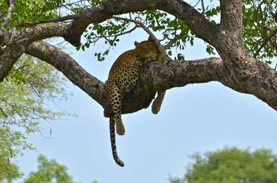 Image of African leopard