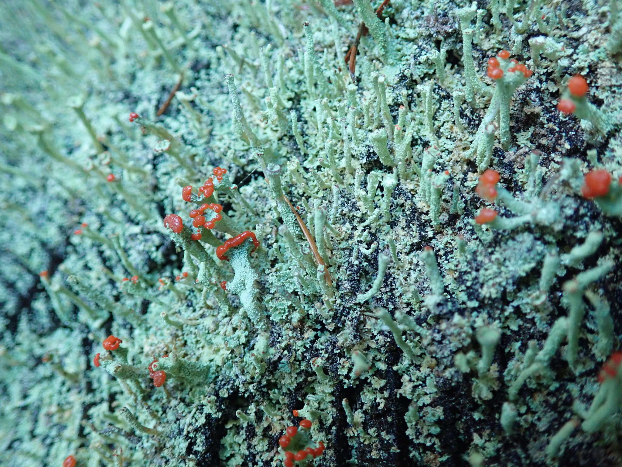 Image of transcend cup lichen