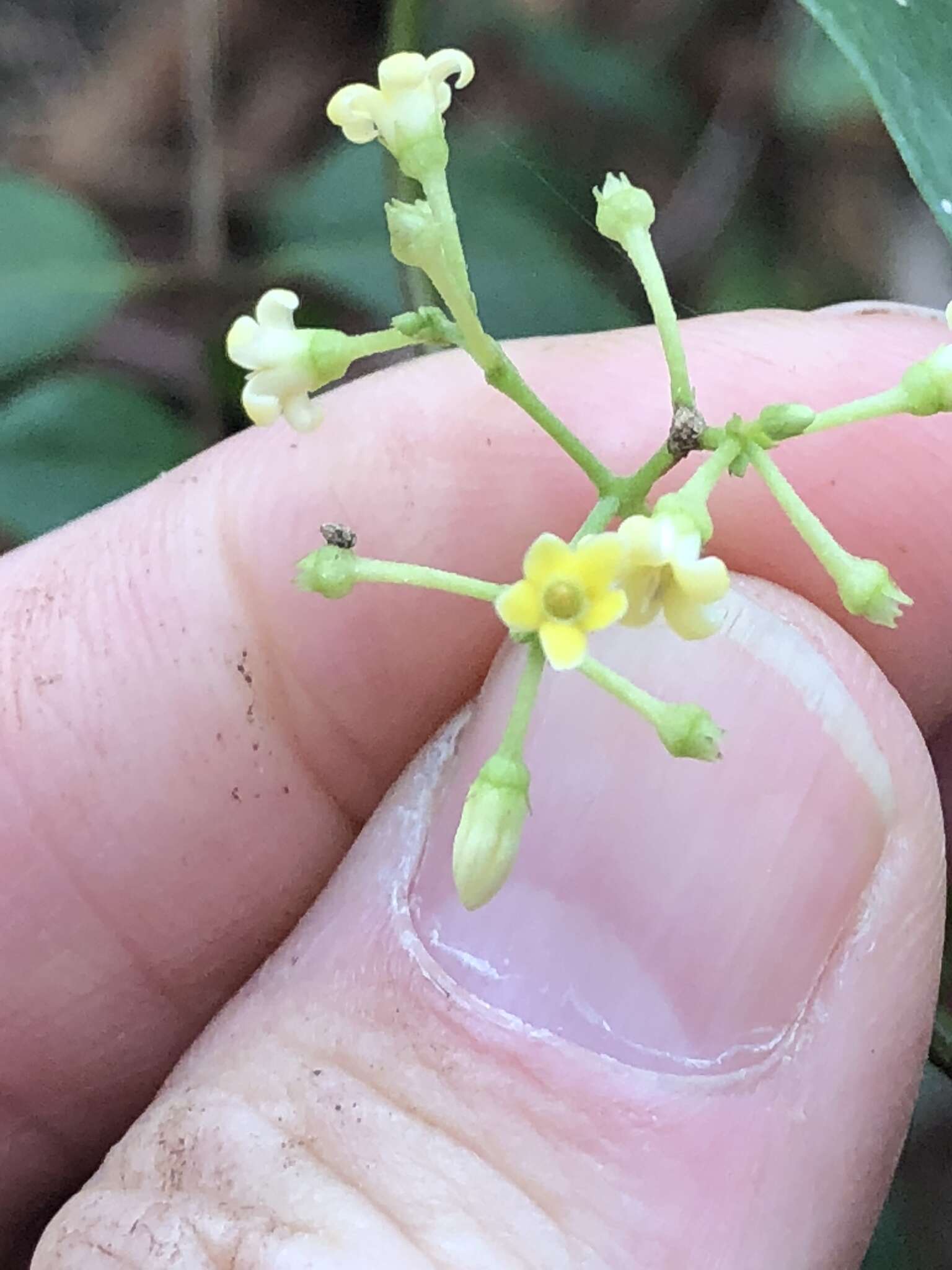 Image of Parsonsia purpurascens J. B. Williams