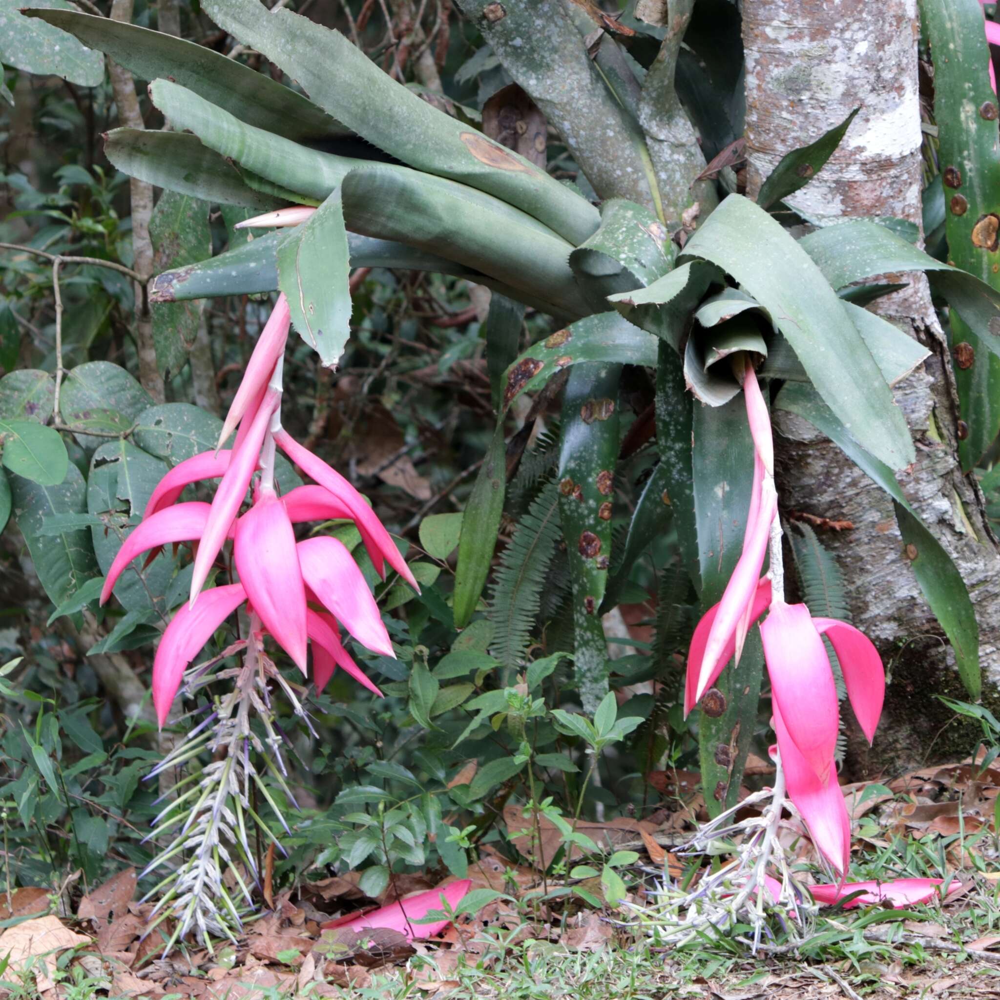 Billbergia alfonsi-joannis Reitz的圖片