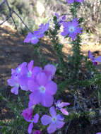 Image of Linanthus californicus (Hook. & Arn.) J. M. Porter & L. A. Johnson