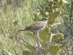 Image of Bimaculated Lark