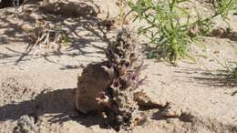 Image of desert broomrape