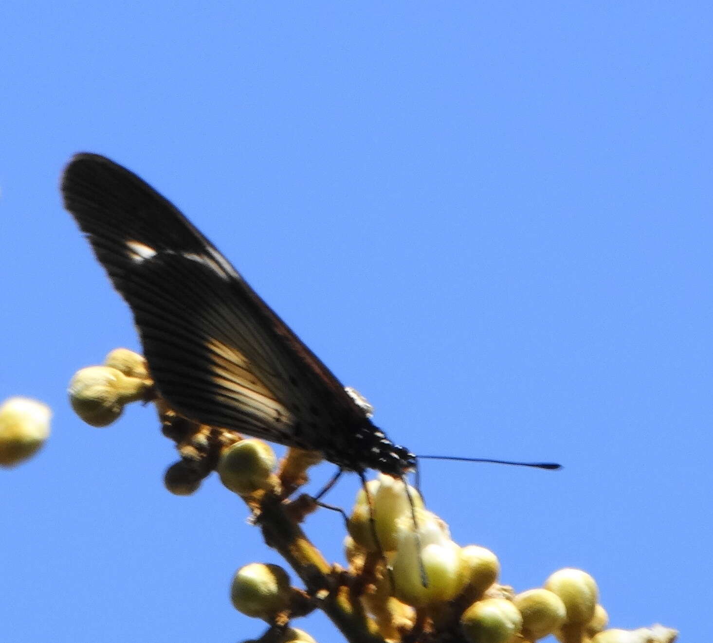 Image de Acraea esebria Hewitson 1861