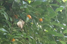 Image of Aristolochia praevenosa F. Müll.