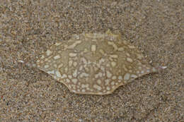 Image of Pacific blue swimming crab