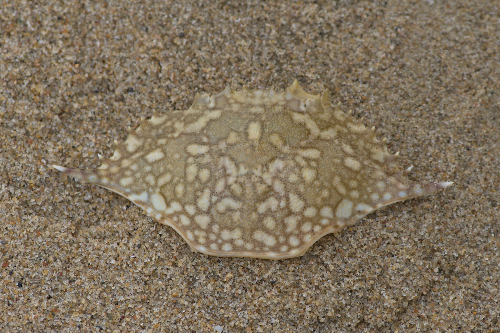 Image of Pacific blue swimming crab