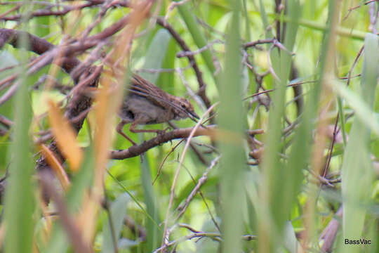 Image of Little Grassbird