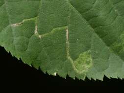 Image of Stigmella tiliae (Frey 1856) Beirne 1945