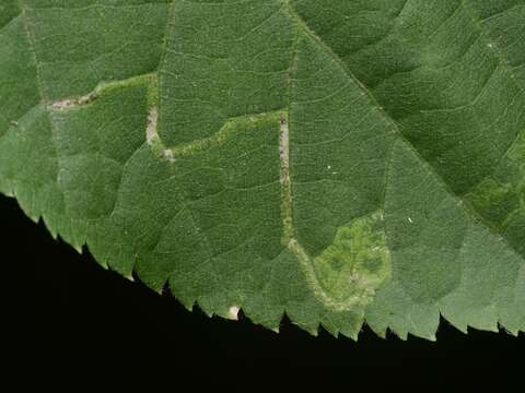 Image of Stigmella tiliae (Frey 1856) Beirne 1945