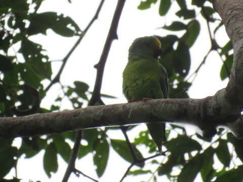 Image of Tui Parakeet