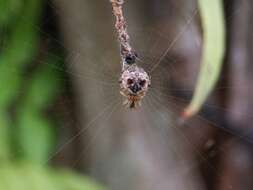 Imagem de Cyclosa mulmeinensis (Thorell 1887)