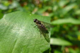 Image of Cheilosia fasciata (Schiner & Egger 1853)