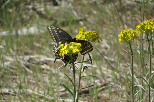 Image of <i>Papilio machaon bairdii</i>