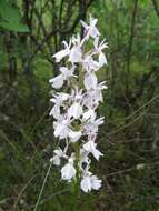 Dactylorhiza maculata subsp. elodes (Griseb.) Soó的圖片