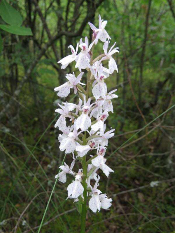 Dactylorhiza maculata subsp. elodes (Griseb.) Soó的圖片