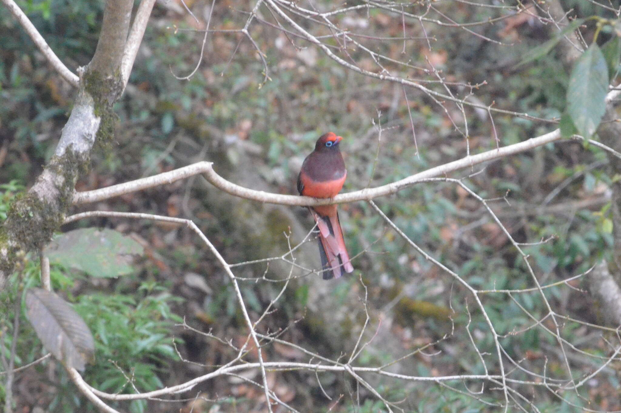 Image of Ward's Trogon