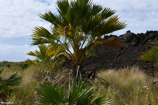 Pritchardia maideniana Becc.的圖片