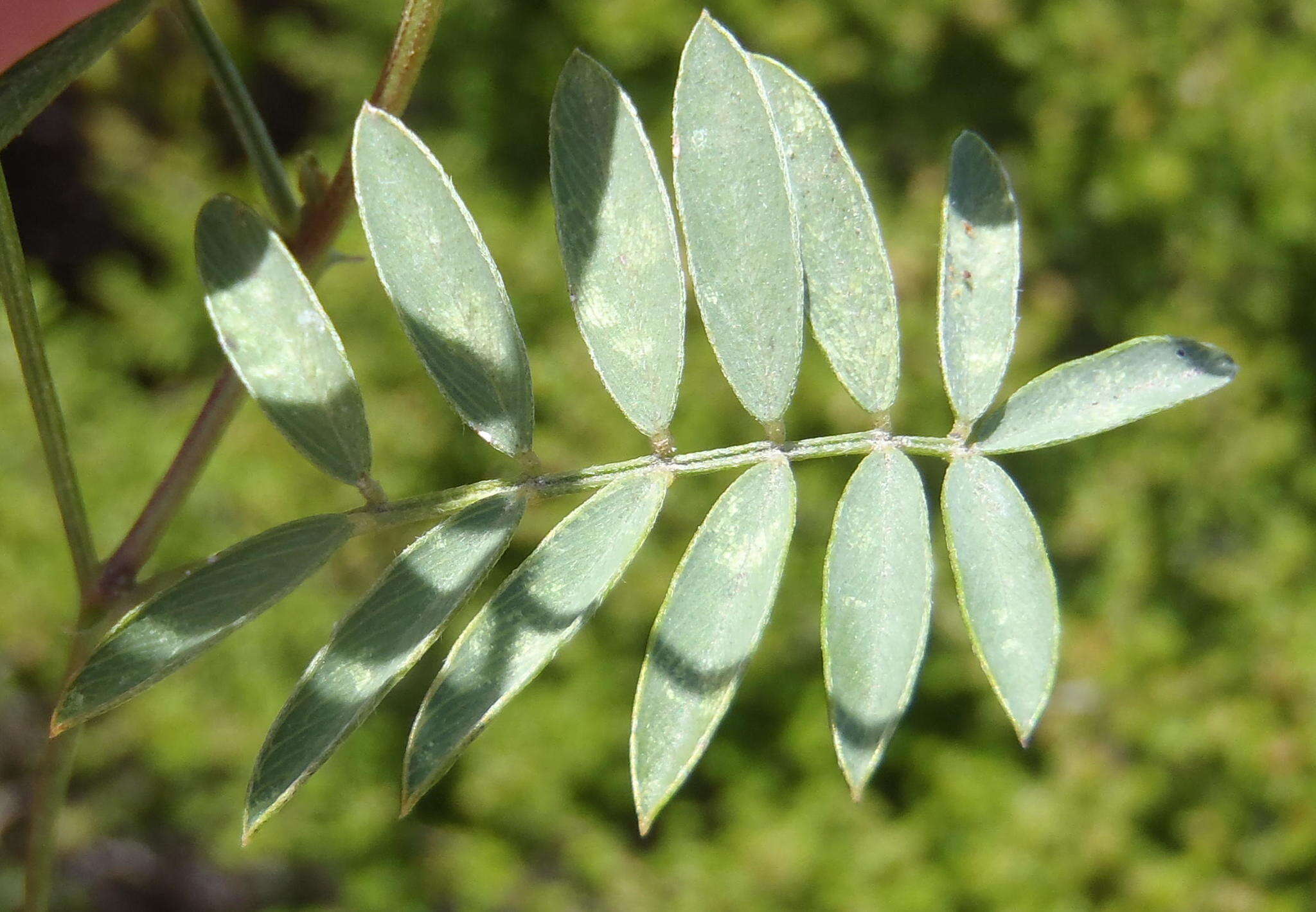 Image of <i>Tephrosia capensis</i> var. <i>hirsuta</i> Harv.