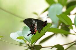 Parides ascanius (Cramer (1775))的圖片