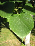 Image of Littleleaf Linden