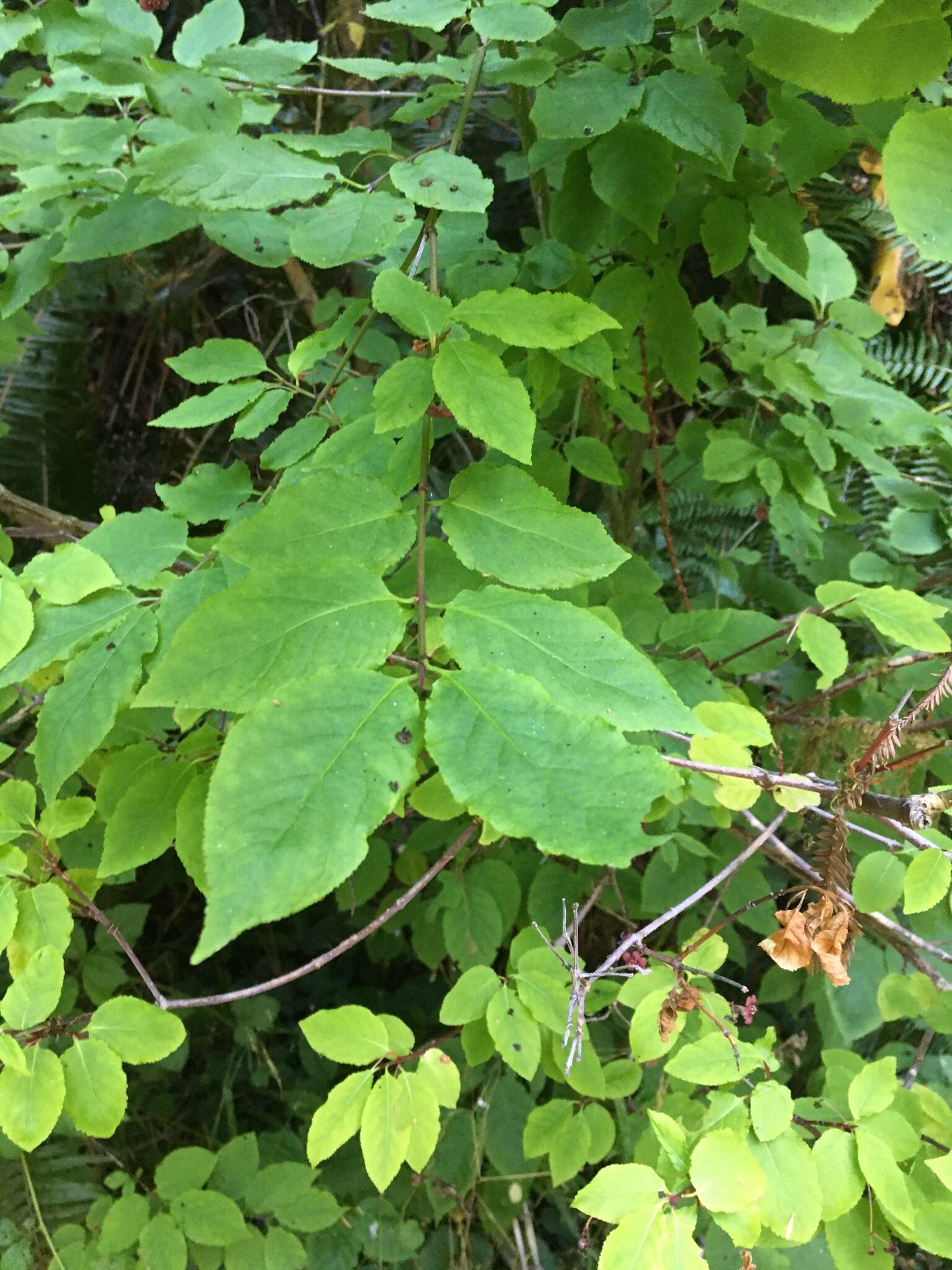 Imagem de Euonymus occidentalis subsp. occidentalis