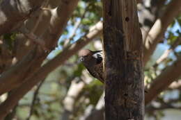 Image of Gilded Flicker