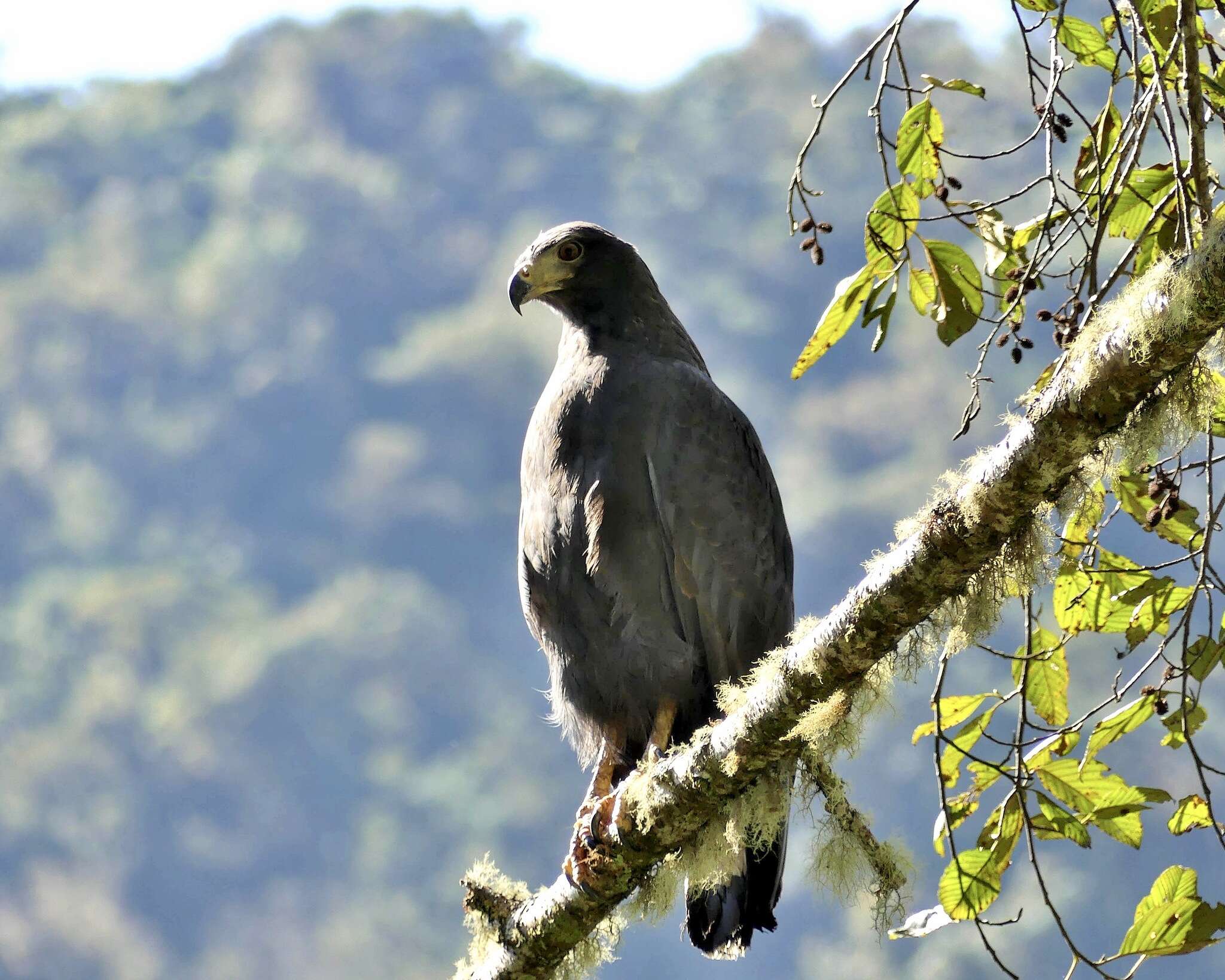 Image of Black Solitary Eagle