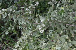 Image of Ageratina areolaris (DC.) D. Gage ex B. L. Turner
