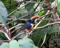 Image of Fiery-billed Aracari