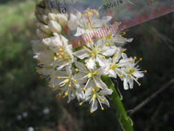 Image of Nuttall's deathcamas