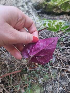 Image of Cyclamen cyprium Ky.